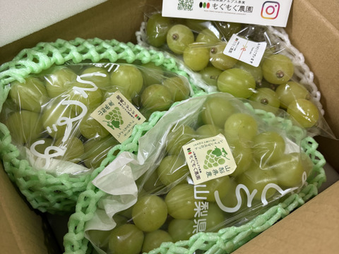 【福袋2025】山梨県産シャインマスカット888g+おまけ200g以上【8周年記念セット】【ご家庭用】