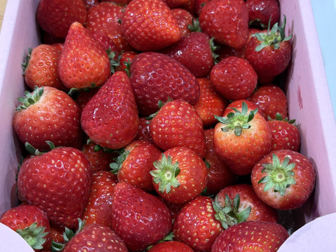【規格外】とちあいか・たっぷり約1kg