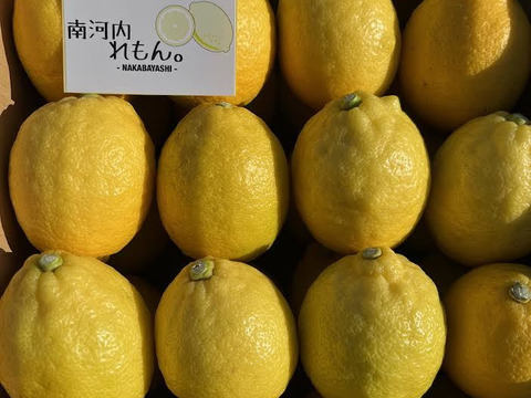 【南河内産レモン】少々キズあり 約６キロ(38～40個)