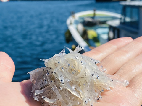 【九州初！！】一艘曳きしらす漁師の絶品生しらす丼セット(2人前)