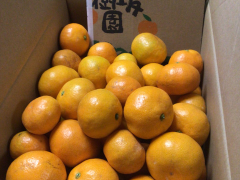 【10月中旬よりお届け】「ゆら早生」みかん　5㎏（サイズ混合）。