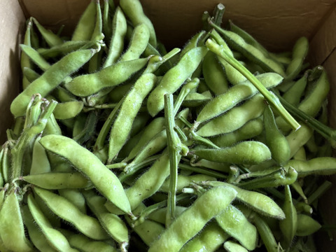 【大好評(^^♪ 】枝つき枝豆　“神風香”『アンチ　ステルス値下げ！』 (1600g) from 名水の里　神奈川県秦野市
