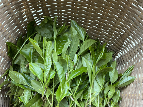 【自宅でＭｙ緑茶】ファーストフラッシュ！！有機生茶で緑茶を作ろう！フライパン1つで自分好みの緑茶が作れる！２００ｇ／セット！