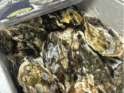 【BBQに牡蠣！】【生牡蠣】【生食用】三重県産 殻付き 浦村かき M～Lサイズ 20個入り（約2.2kg前後）（2～4人前）貝類 お歳暮 バーベキュー 【母の日ギフト】【生で食べれる美味い牡蠣】