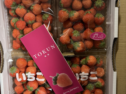 訳あり 小粒 高級いちご「桃薫」2000ｇ【トッピングなどに最適な小粒タイプ】 チルド ジャム用 加工用 イチゴ 苺 ジャム 加工 品種おまかせ 完熟 新鮮 お取り寄せ  自宅用 訳アリ わけあり