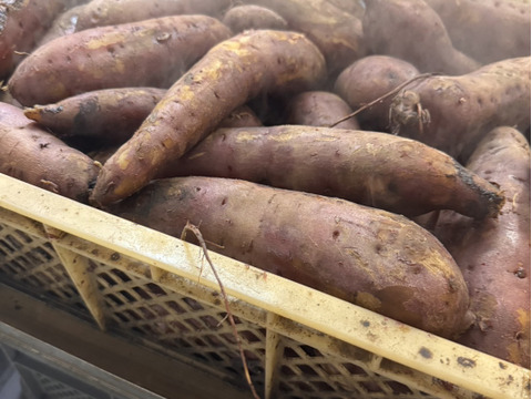 熟成【A品】干し芋 粉吹き平干し 1kg