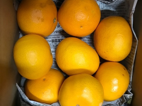 ゴリゴリ食感が美味しい！春峰（しゅんぽう）3.5kg