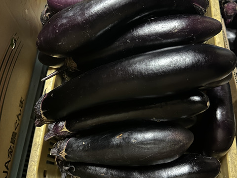 長なす　群馬県産　【訳あり】茄子　10kg