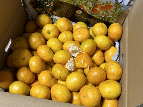 【夜市限定】S~Mサイズ5kg とみ子ばぁばの有田みかん糖度13度以上＜有田産>