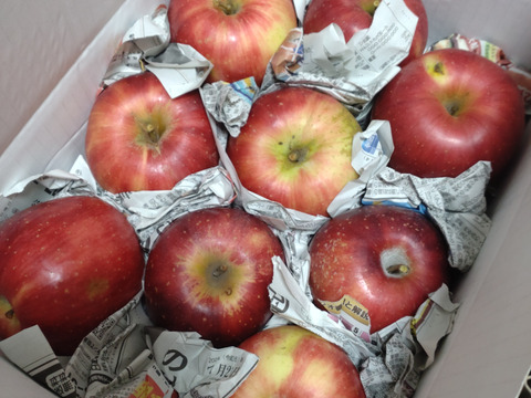 まるせい果樹園のりんご　訳あり　おまかせ　3kg　自家用　加工用　(6～15玉入り)　玉数指定不可 or2