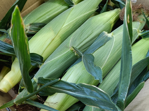 極甘ドルチェドリーム　朝採り直送！4.5kg以上 1本420~550gのとうもろこし12〜9本（皮付きのままの重量になります）
