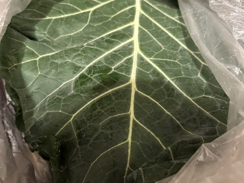 【本州エリア】【鮮度抜群】農薬・化学肥料不使用栽培のケール【1ｋｇ 1300円】