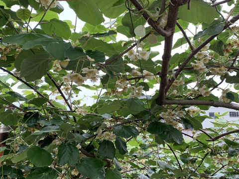【酸味少なめでちょうど良い甘さ！】冷蔵貯蔵の貯蔵キウイ 除草剤不使用で40年木から収穫した扁平ヘイワードキウイ（2kg・冷蔵便）