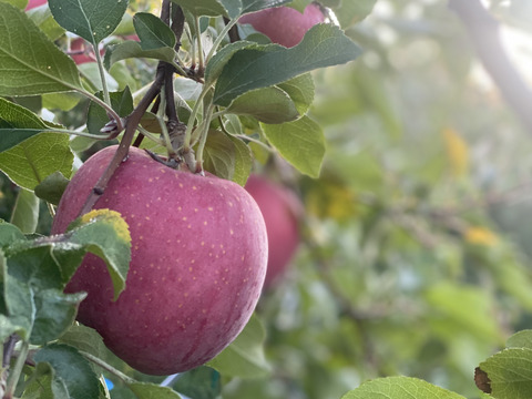 須藤アップル自慢の「葉とらず」弘前ふじ✨干しりんご付き