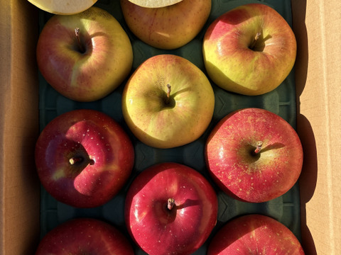 訳あり ２種SET サンふじとぐんま名月 3キロ箱使用 9～13玉