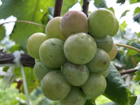 ク①■栽培調整品■【赤ブドウ・ クイーンニーナ】6房入り箱　家庭用　限定5箱