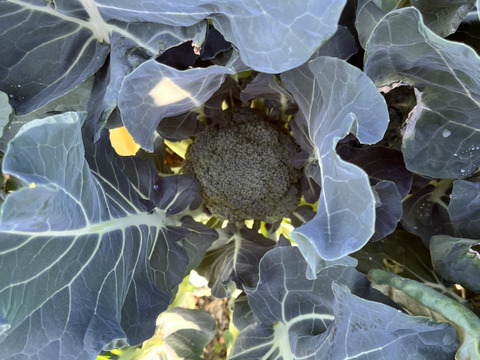 数量限定！1月３日から発送！茎までやわらか！こだわりブロッコリー！