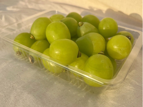 パリパリ食感★大粒シャインマスカット★ご家庭用（３５０ｇ×２パック入り）７００ｇ