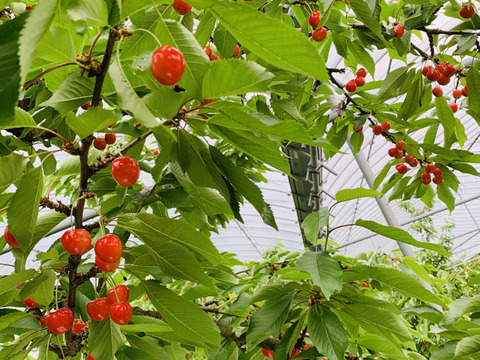 【贈答、プレゼント用】数量限定‼︎手詰め‼︎佐藤錦発祥の地。山形県東根産佐藤錦