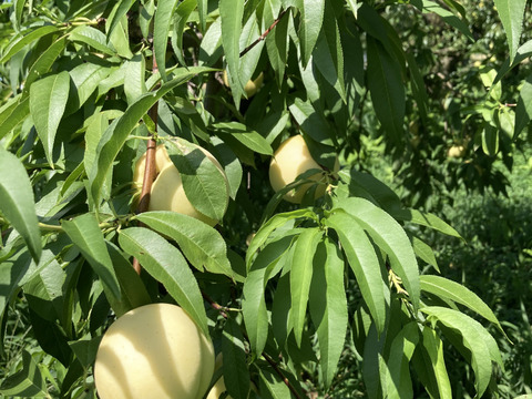 白桃　望月もちづき　生食コンポート用　約3キロ満杯詰　訳あり家庭用