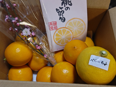 【ご家庭用】もぎたて マイヤーレモン  約1.6㎏