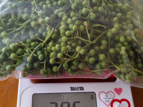 青森県八戸豊崎産　実山椒400g　フレッシュ採れたて