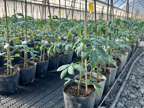 濃厚とろける！ひばりトマトIキロ