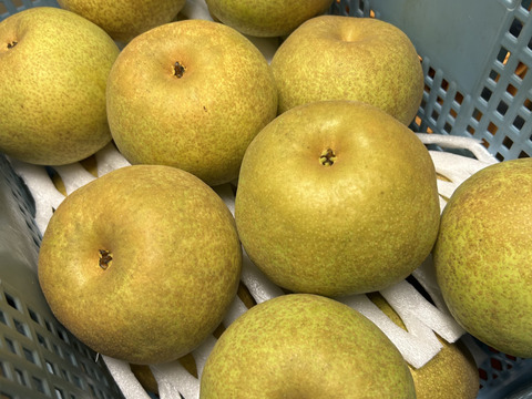 芳醇な香り、濃厚な甘さ　かおり梨 5kg 5〜7玉