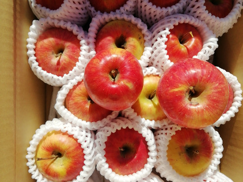 「スリムレッド」訳あり2.4キロ　ご家庭専用 ご好評販売中　ジューシーなかわいいりんご