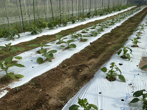 【箱いっぱいにお届け！】農薬不使用キラピカ旬野菜BOX11〜12品、朝穫れ農の島＊大三島＊よりお届け！