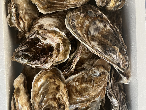 【水産庁補助事業　送料無料】🦪 生食用３ｋｇ（18~48粒） 殻付き 牡蠣 牡蛎 殻付き牡蛎 kaki カキ 松島牡蠣屋 生牡蠣にも、BBQに最適🔥 海産物 オイスター A