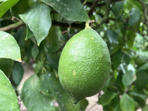 【生産量第1位】もぎたてグリーンレモン1kg◉ワックス•防腐剤•防カビ剤不使用