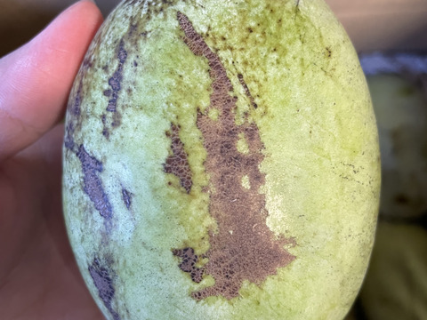 幻の果物！ポポー　1.8キロ