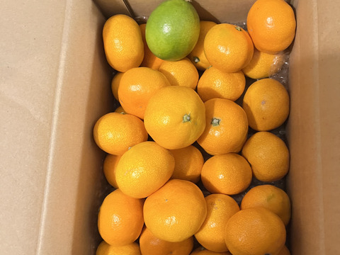 箱込約3㌔　濃い濃い薄皮みかん（Ｓサイズ）