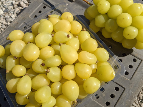 粒でも美味しいシャインマスカット粒パック1kg