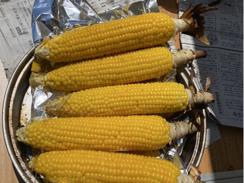 甘みもたっぷりジューシー！生でも食べられるとうもろこし！【ゴールドラッシュ】（100サイズ、16本/10kg以内）