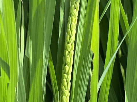 自然栽培【イセヒカリ】玄米20kg(5kg×4) 令和5年度兵庫県産 農薬肥料不使用の自然栽培米