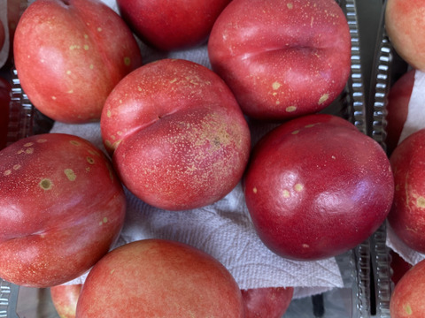 旬を堪能、あまいあんずとや硬めの信州限定の甘みの強いネクタリン。
あんずのおひさまコットと、ネクタリンのサマークリスタルのセット
（約2.5ｋg）のきれいな箱入りでのお届け。