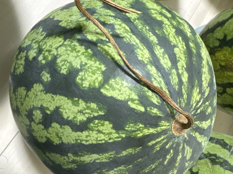 【訳あり】糖度13-15【サマーオレンジ】『大里果樹園のスイカ』M-Ｌ