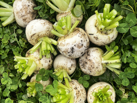 旬の野菜を堪能できる。朝採れ自然栽培野菜とハーブのセット　５～７種類　約３～４kg