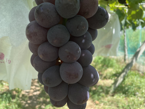 濃厚な甘さ！朝どれ直送＜種なし巨峰 約1kg＞ボリュームたっぷり（2〜3房）