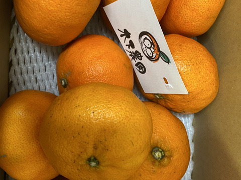 甘さたっぷり　甘平　家庭用2.5キロ