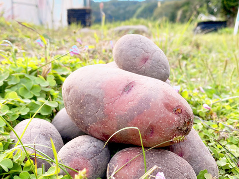 10kg”グラウンドペチカ！ほんと美味しいじゃがいも！【ラスト5個限定】毎年即完売！うまい野菜！！自然栽培！農薬不使用！固定種！訳あり