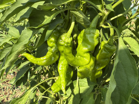 人気野菜☆旨味たっぷり！農薬不使用『万願寺とうがらし 1kg』