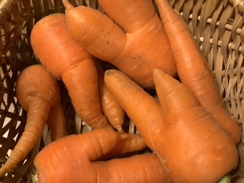 【訳あり】子どもの野菜　栽培期間中農薬不使用・自然栽培　ベストセラーニンジン（2㎏）