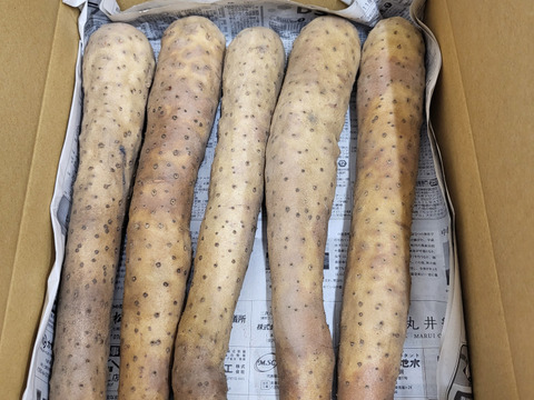 ネバリスター☆　食べきりサイズ(^^♪　３ｋｇ