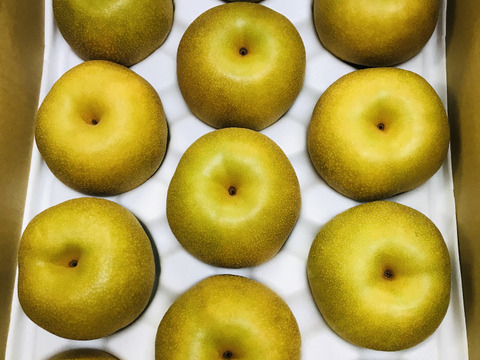 販売終了】幸水梨5kg(8~12個入)✨️甘い‼️とってもジューシーでフルーティー‼️少しの汚れや変形で、贈答用5kg7500円に入れなかった梨たちを集めました✨️味は贈答用と同じです😋