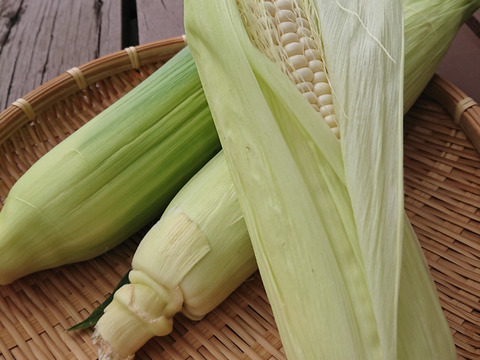 激甘!!富士山麓育ち!!白いとうもろこし『ホワイトショコラ』10本セット