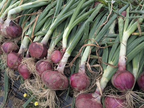 固定種のジューシー赤玉ねぎ（湘南レッド）2㎏【農薬・化学肥料不使用】