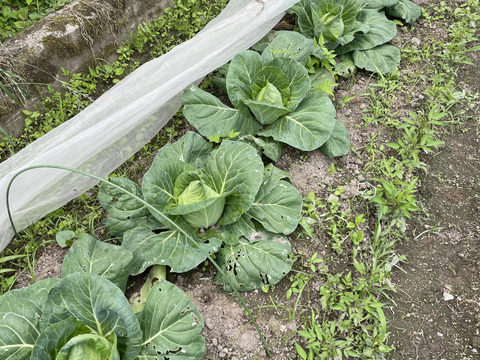 兵庫県丹波産‼️たけのこキャベツとニンニクのセット‼️